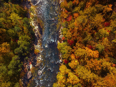an overhead shot on a forest during the fall
